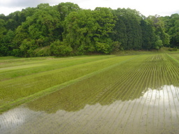 �~�q�̓��L