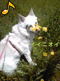 �~�q�̓��L