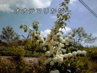 �~�q�̓��L