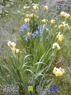 �~�q�̓��L