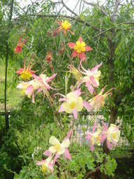 �~�q�̓��L