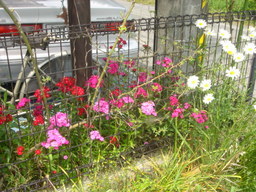 �~�q�̓��L