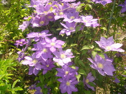 �~�q�̓��L