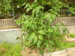 �~�q�̓��L