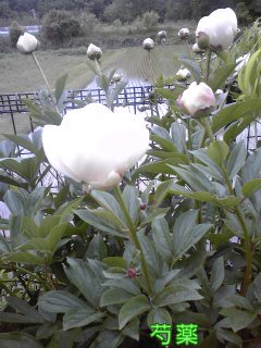 �~�q�̓��L