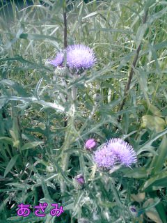 �~�q�̓��L