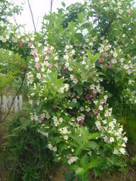 �~�q�̓��L