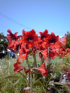 �~�q�̓��L