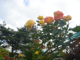 �~�q�̓��L