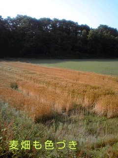 �~�q�̓��L