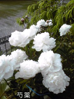 �~�q�̓��L