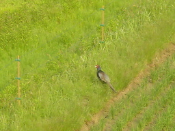 �~�q�̓��L