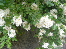 �~�q�̓��L