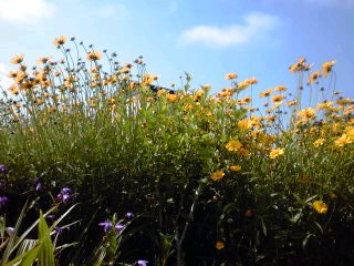 �~�q�̓��L