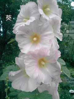 �~�q�̓��L