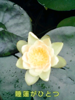 �~�q�̓��L