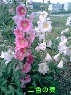 �~�q�̓��L