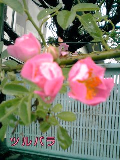 �~�q�̓��L