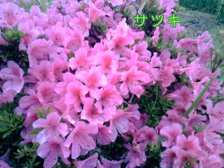 �~�q�̓��L