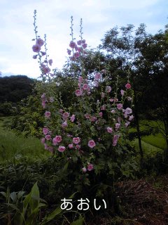 �~�q�̓��L