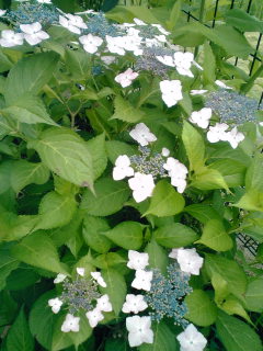 �~�q�̓��L