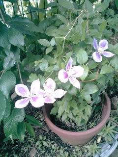 �~�q�̓��L