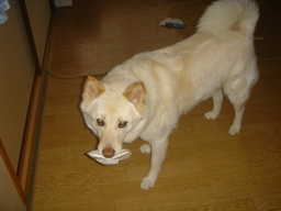 �~�q�̓��L