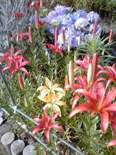 �~�q�̓��L