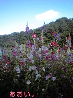 �~�q�̓��L