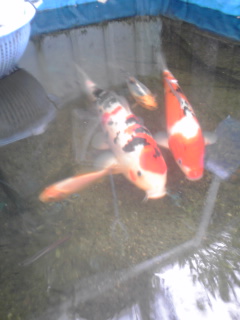 �~�q�̓��L