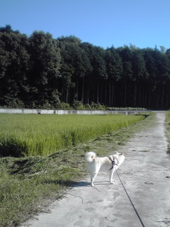 �~�q�̓��L