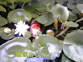 �~�q�̓��L