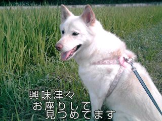 �~�q�̓��L