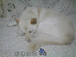 �~�q�̓��L