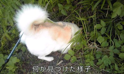 �~�q�̓��L