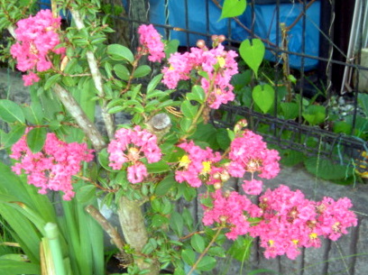 �~�q�̓��L