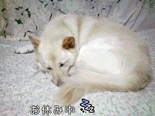 �~�q�̓��L