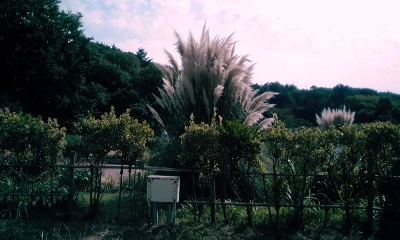 �~�q�̓��L