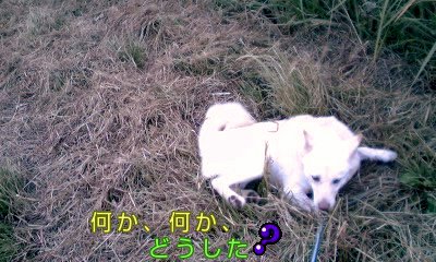 �~�q�̓��L