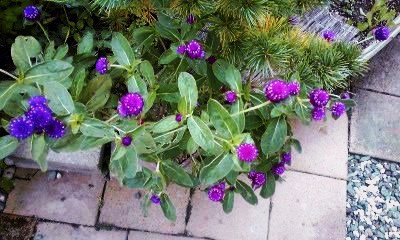 �~�q�̓��L