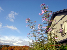 �~�q�̓��L