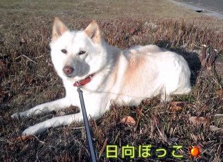 �~�q�̓��L