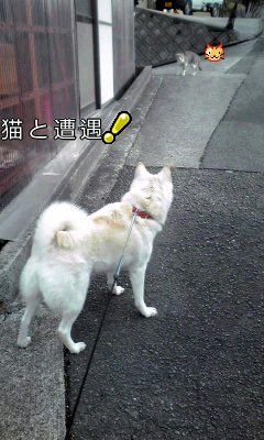 �~�q�̓��L