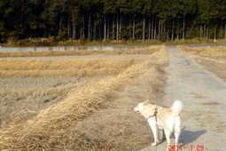 �~�q�̓��L