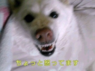 �~�q�̓��L