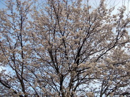 �~�q�̓��L