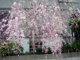 �~�q�̓��L