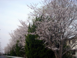 �~�q�̓��L