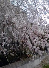 �~�q�̓��L