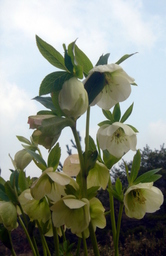 �~�q�̓��L